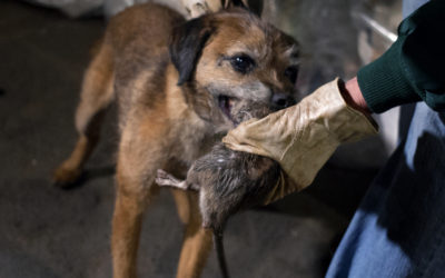 A New York si addestrano cani per cacciare i topi