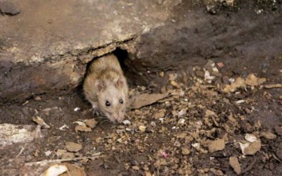 Menta piperita e altri accorgimenti per allontanare i topi